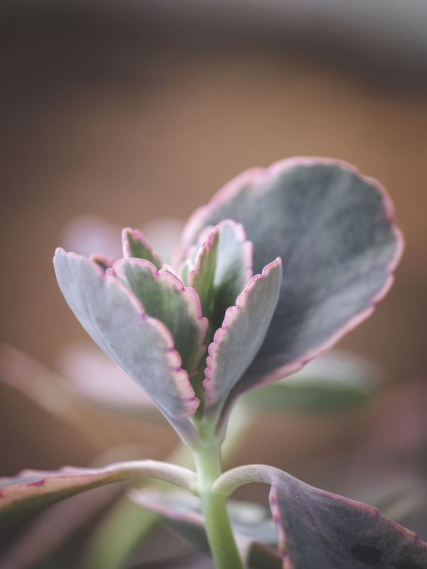 FLORAL VERDE E ROSA