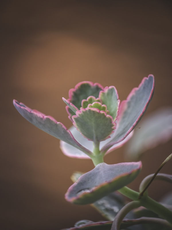 FLORAL FOTO VERTICAL