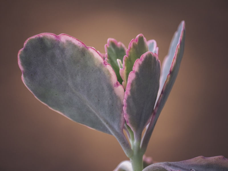SUCULENTA FLORAL