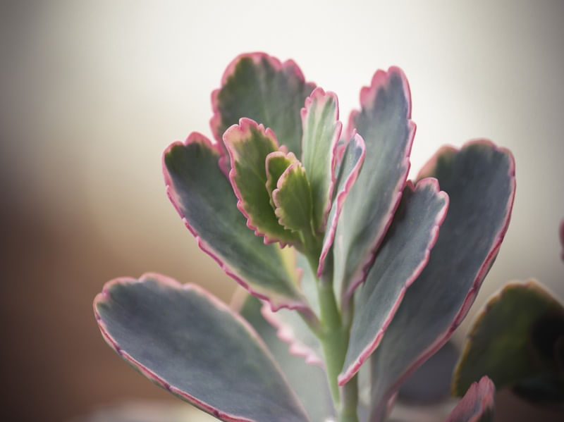 SUCULENTA FLORAL II