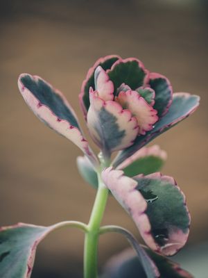 SUCULENTA FLORAL III