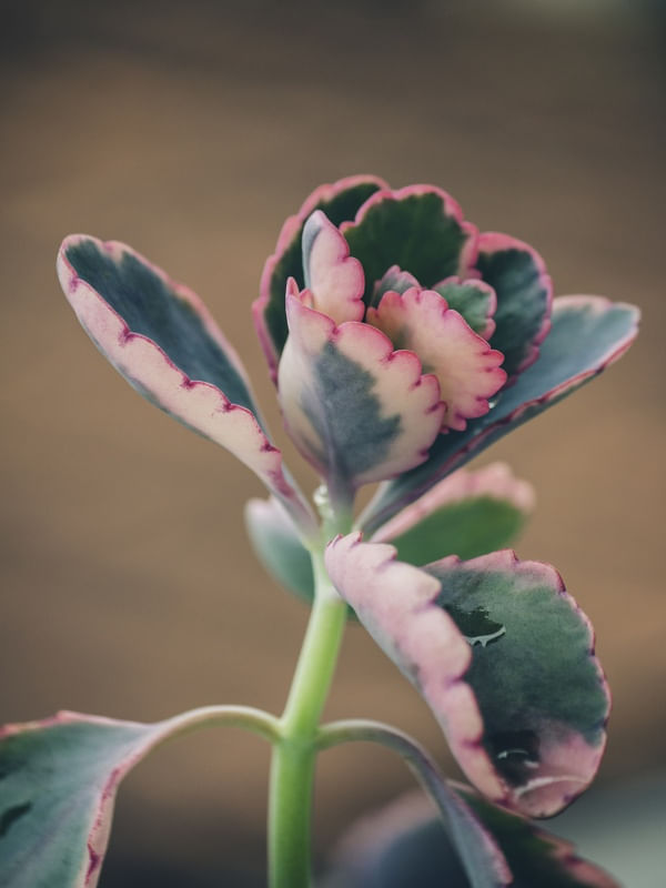 SUCULENTA FLORAL III