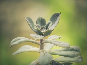 SUCULENTA FLORAL VERDE