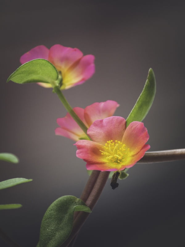 FLOR AMARELO MACRO III