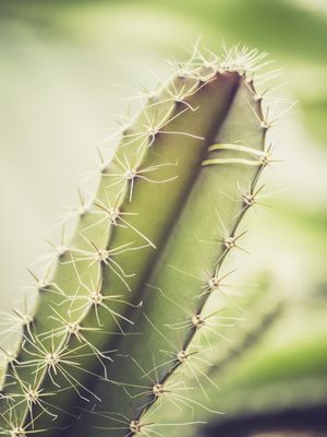 CACTO DETALHE ESPINHOS