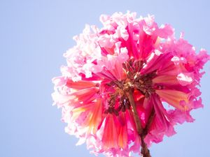 IPÊ BELEZA ROSA DETALHE