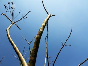 CÉU AZUL DE GALHOS