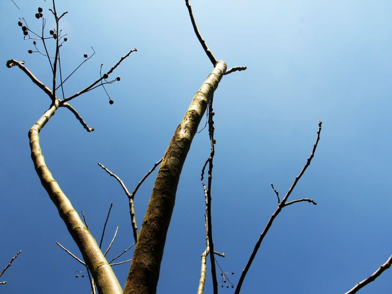 CÉU AZUL DE GALHOS
