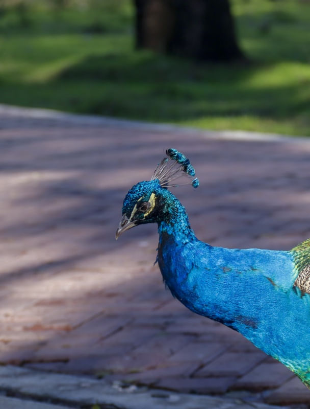 O RETRATO DO PAVÃO