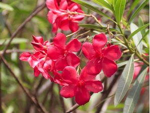 BELÍSSIMAS FLORES DE OLEANDRO