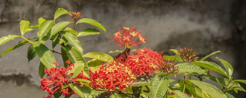 BORBOLETA ALIMENTANDO-SE DE PEQUENAS FLORES VERMELHAS
