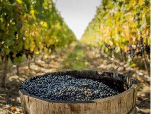 UVAS EM VINÍCULA