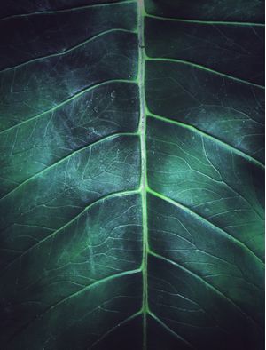 DETALHES EM FOLHA VERDE