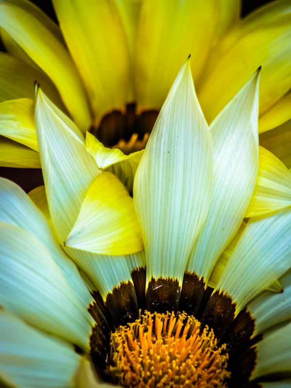 NATURALMENTE COLORIDO