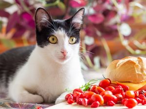 GATO NA COZINHA 5