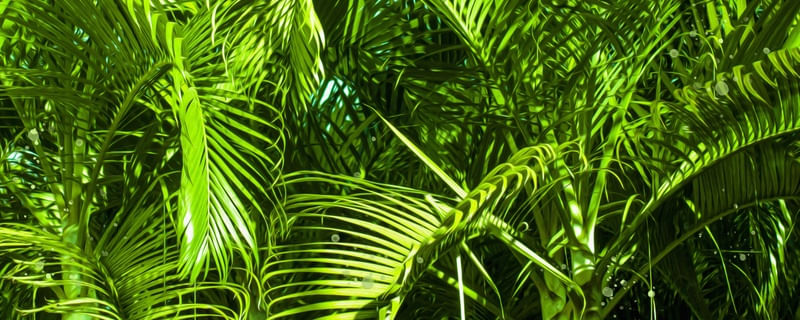 FOLHAS VERDES #1 DE LUCAS ALMA