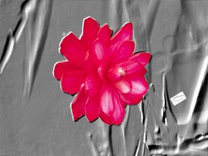 BRINDE ROSA