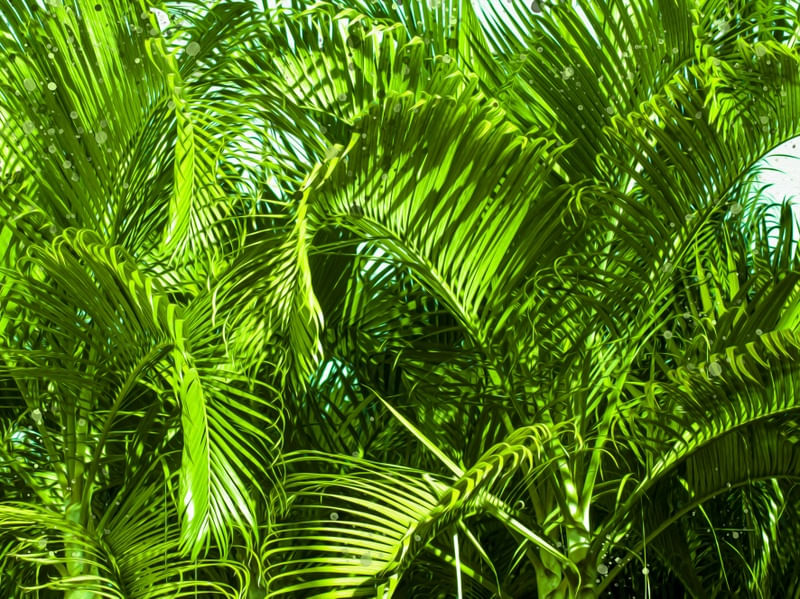 FOLHAS VERDES #6 DE LUCAS ALMA