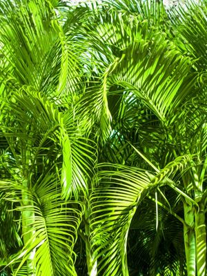 FOLHAS VERDES #5 DE LUCAS ALMA