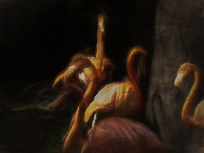 LOS FLAMINGOS