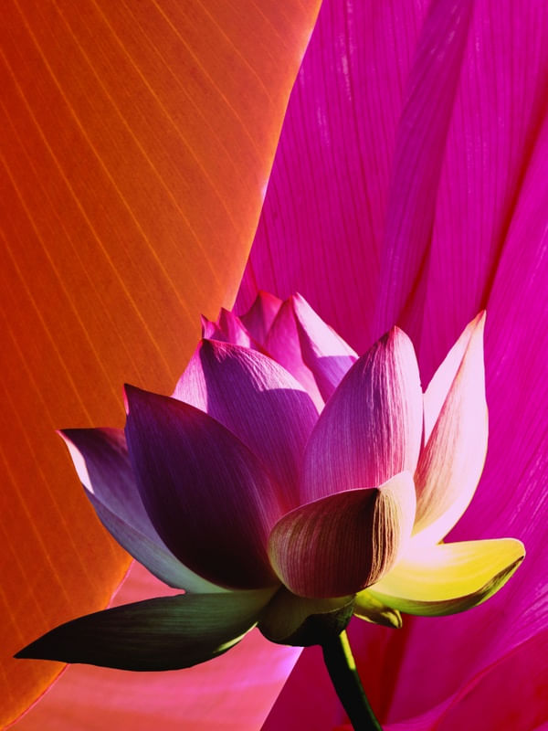FLOR DE LÓTUS EM FUNDO ROSA COM LARANJA