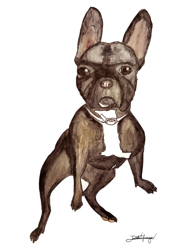 FRENCH BULLDOG