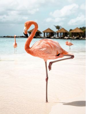 PINK FLAMINGO ON ARUBA ISLAND