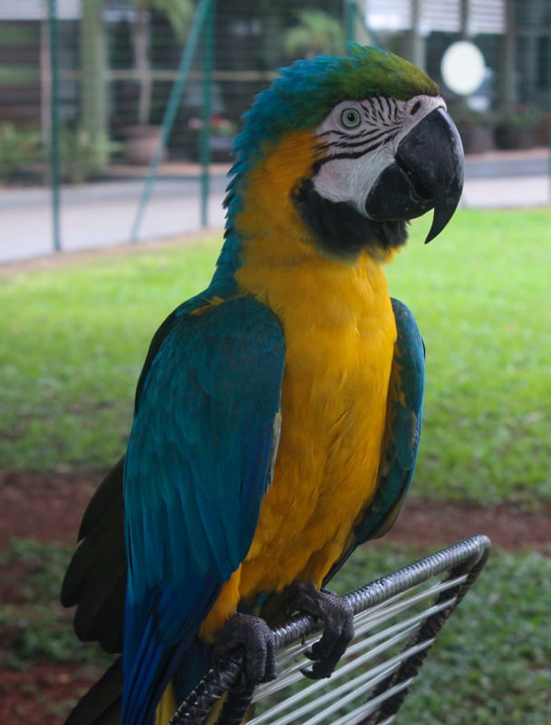 ARARÁ CANINDÉ EM PALMAS, TOCANTINS