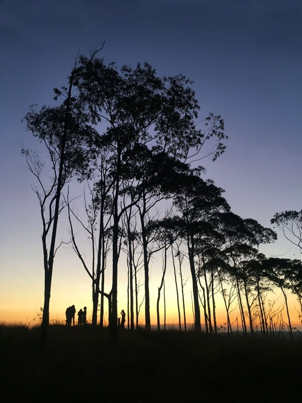 SILHUETAS DA NATUREZA
