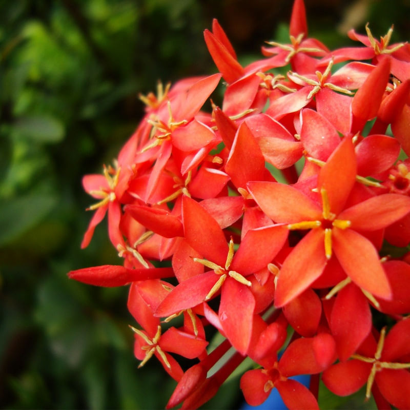 A FLOR DE SYDNEY