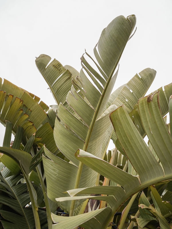 TROPICAL BANANA PLANT LEAVES