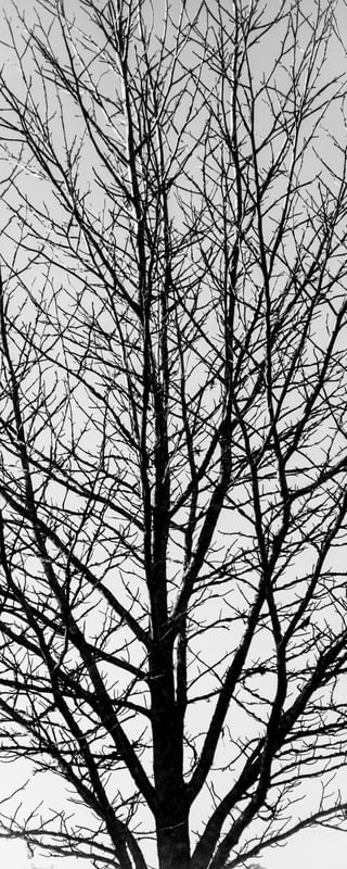 ARVORE ABSTRATA 3