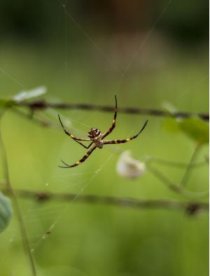 RETRATO DE UMA ARANHA EM SUA TEIA