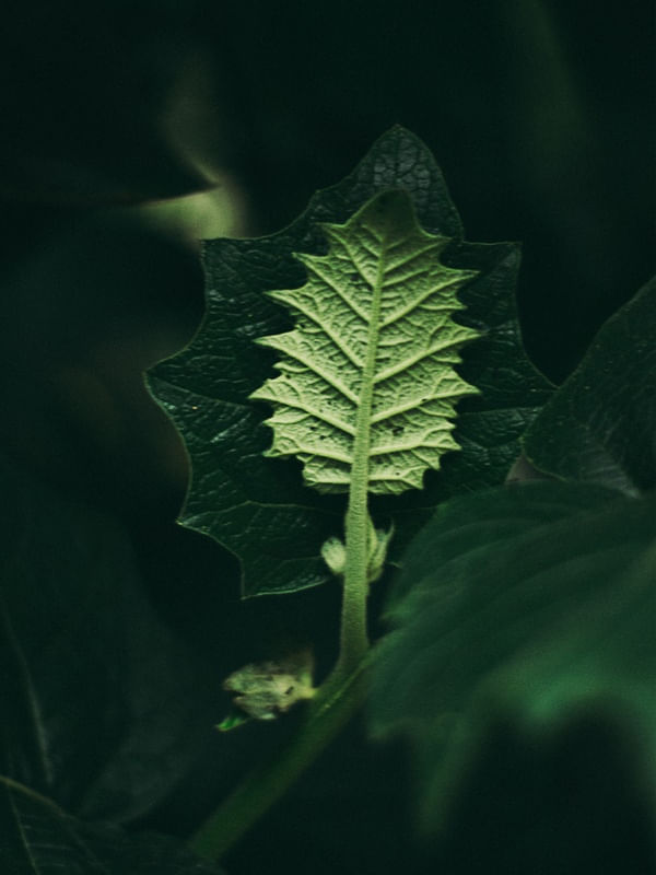 O NASCIMENTO DO VERDE