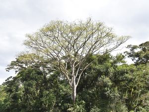 O CÉU ENRAIZADO