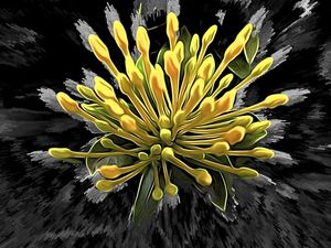 EXPLODE CORAÇÃO
