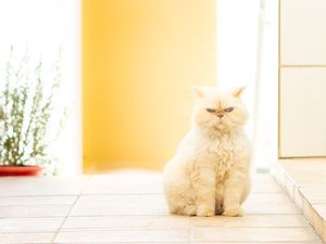 MARRY GATA