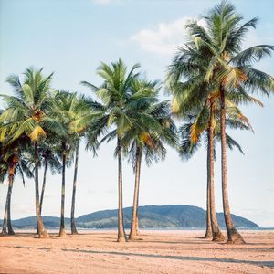 COQUEIROS DA PRAIA DE SANTOS - ANALÓGICO