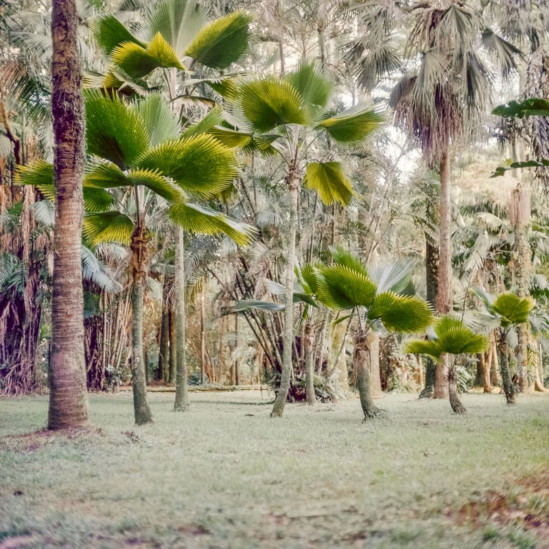 JARDIM BOTÂNICO SANTOS - ANALÓGICO