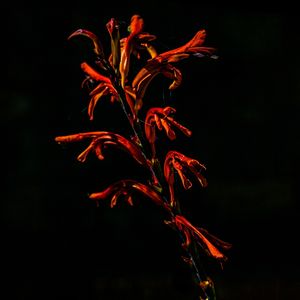 VERMELHO EM DESTAQUE