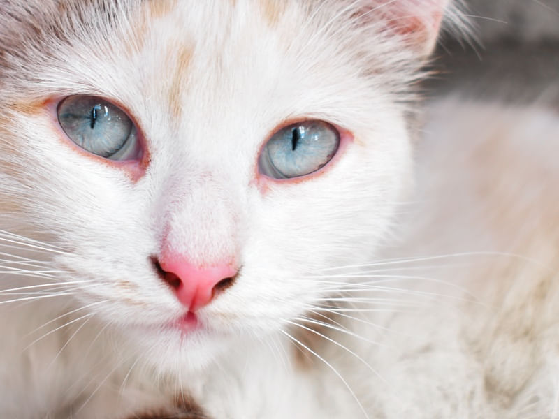 O GATO AZUL