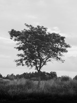 DARK TREE