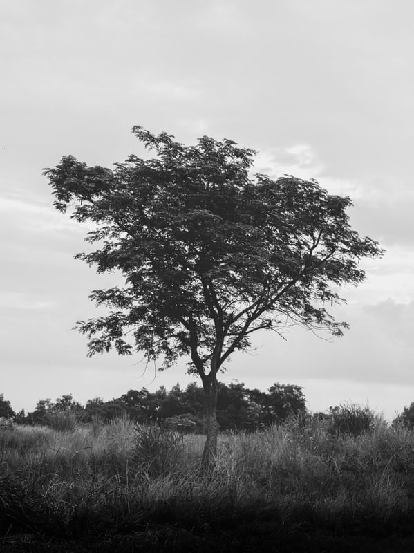 DARK TREE