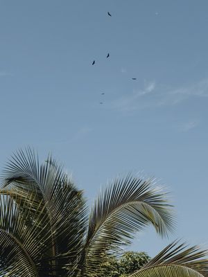 PALHAS E PÁSSAROS