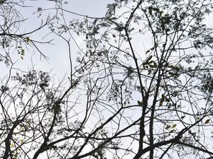 O GALHO NO CÉU
