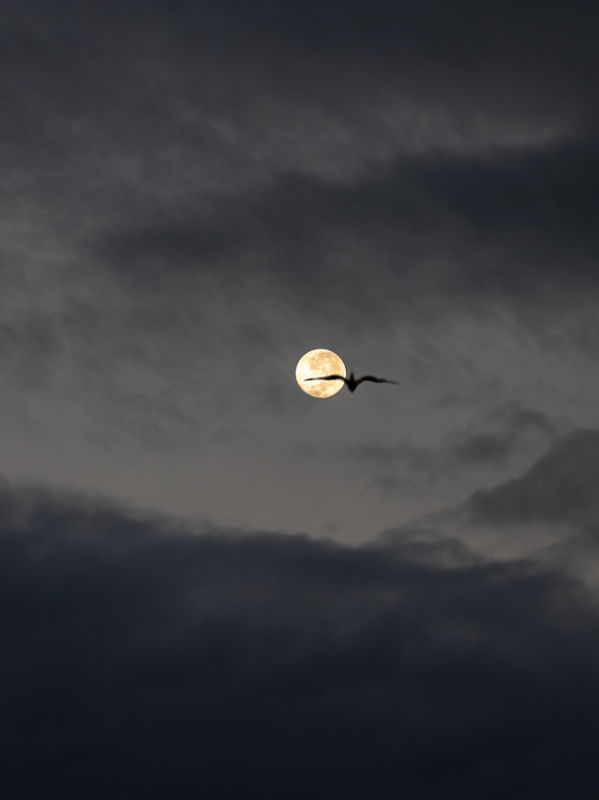 MORNING MOON