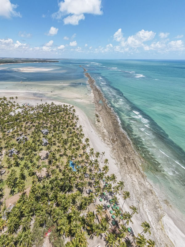 COQUEIROS E MURO DE CORAIS DA PRAIA DOS CARNEIROS
