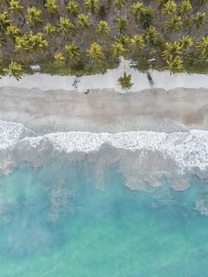 COQUEIRAL E MAR AZUL NA PRAIA DOS CARNEIROS