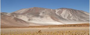 DESERT TREASURES 7