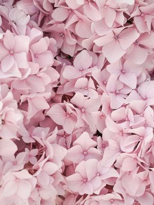 PINK HYDRANGEA BLOSSOM